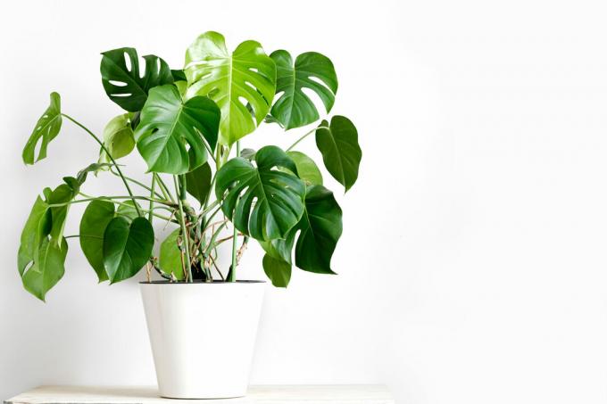 Vil du bli rik? Se fem planter som vil tiltrekke penger og flaks til hjemmet ditt