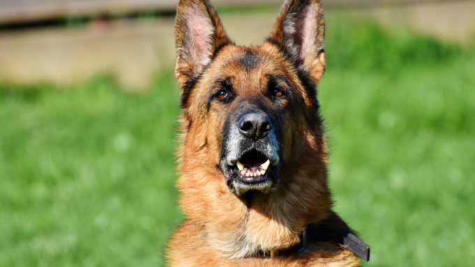 Dog breeds with health problems