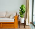 Pour donner un tchan: 10 grandes plantes qui décoreront votre appartement