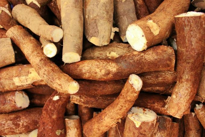 How to plant cassava in a pot: Check out the tips!