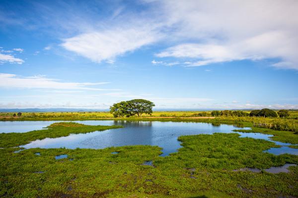 zalane równiny w Pantanal