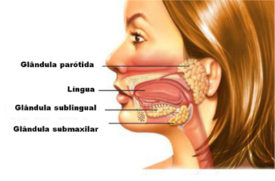 Glandes salivaires: fonction, anatomie et histologie