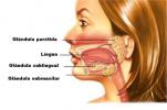 唾液腺：機能、解剖学および組織学
