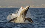 ზვიგენი: მახასიათებლები, სახეობები და ცნობისმოყვარეობა