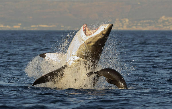 Καρχαρίας: χαρακτηριστικά, είδη και περιέργειες