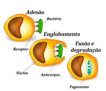 Fagocytose. Stadier af fagocytoseprocessen