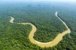 Amazon rainforest: largest tropical forest in the world