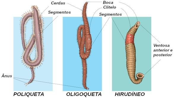 Note some characteristics present in the different groups of annelids.