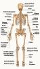 Skelet: hvad det er, anatomi, knogler og funktion