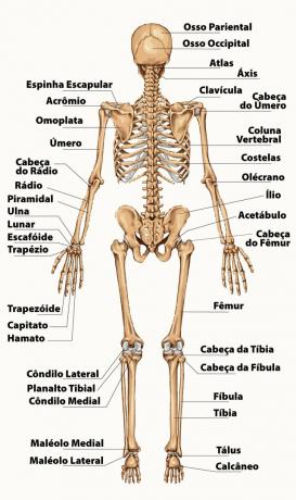 해골: 그것이 무엇인지, 해부학, 뼈 및 기능