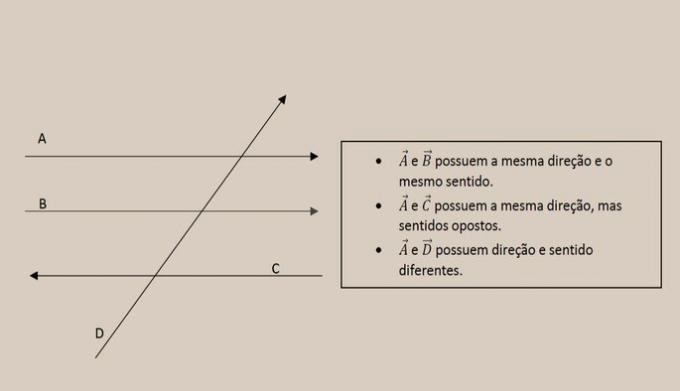 Vector Quantities: definition and examples