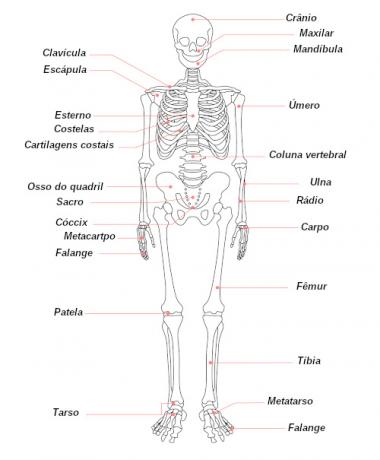 Beachten Sie in der Zeichnung einige der Knochen, aus denen das menschliche Skelett besteht.