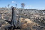 Deforestación: causas y consecuencias. El tema de la deforestación