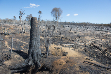 Odlesňování: příčiny a důsledky. Otázka odlesňování