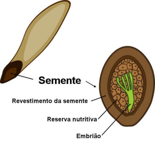 Look at the main parts of the seed.