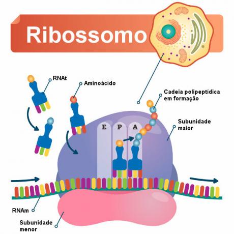 Ribosomer: hva de er, plassering og funksjon