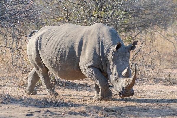 Носороги: классификация, питание, виды.