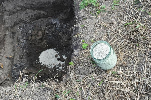 Ammonium nitrate being applied in soil preparation for planting. 