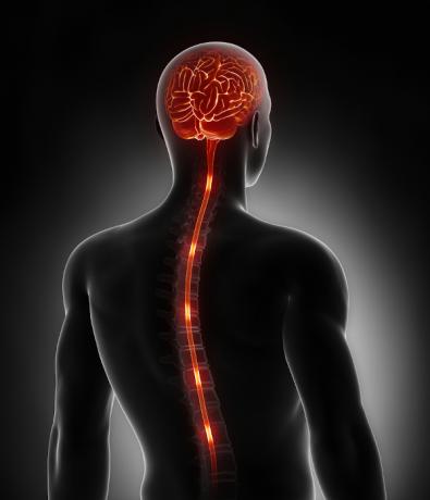 The spinal cord, like the brain, is part of the central nervous system. The medulla is located inside the spine.