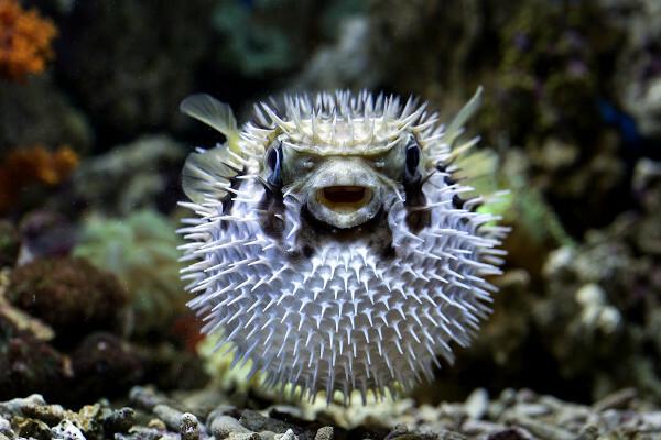 Front view of a pufferfish swimming, a type of venomous fish that is not a venomous animal.