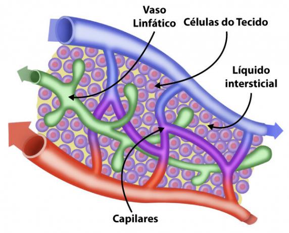 Structure des capillaires, des vaisseaux sanguins et lymphatiques, dans laquelle le liquide interstitiel se transforme en lymphe.