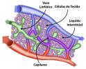 Lymph: what is it and where is it produced