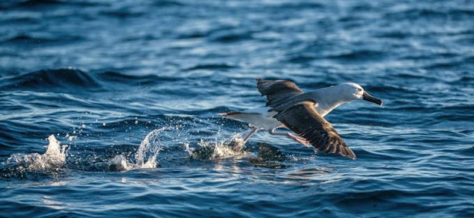 Albatrossi: ominaisuudet, ruokinta, lisääntyminen