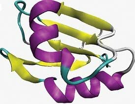Structure secondaire. En violet la conformation en hélice alpha et en jaune la feuille bêta