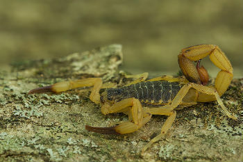 geltonas skorpionas