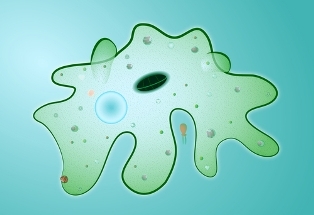 Diseases caused by protozoa. Protozoa and health
