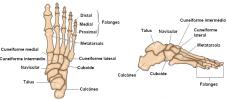 Nožní kosti: kolik, jména a klouby