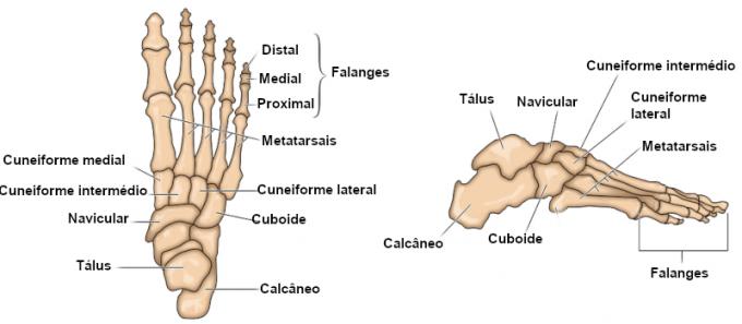 Nožní kosti: kolik, jména a klouby