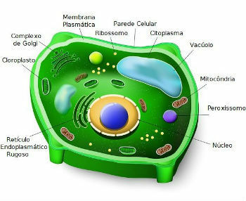 Plant cell and its structures