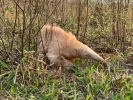 Exclusivity: Brazil is home to the only living albino giant anteater