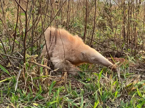 Exclusividad: Brasil alberga al único oso hormiguero gigante albino vivo