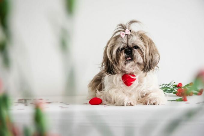 How to differentiate dog breeds, Photo: Pexels.