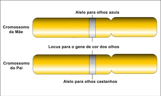 Rozdiel medzi génom a alelou