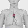 胸腺：それが何であるか、それがどこにあるか、機能と解剖学