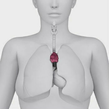 Thymus kjertel: hva det er, hvor det er, funksjon og anatomi