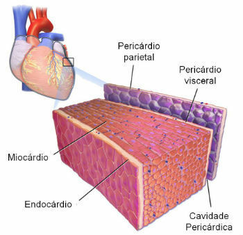 Menschliches Herz: Anatomie, Struktur und Funktion