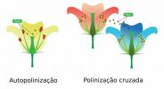 Plant adaptations for pollination
