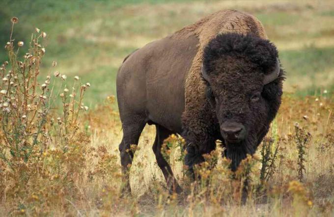I bisonti vengono introdotti in un parco naturale nel nord della Russia per "salvare" la regione; capire