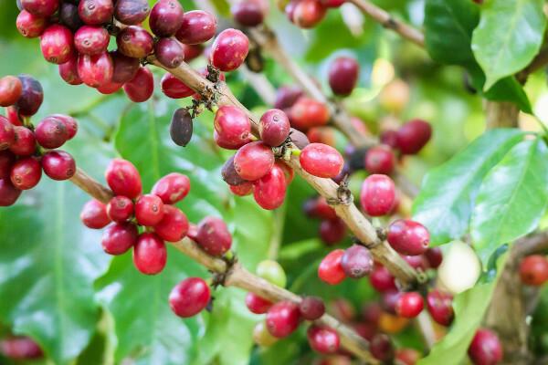 कॉफी एस्पिरिटो सैंटो में कृषि उत्पादन का प्रमुख है।