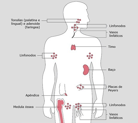 Imunološki sustav