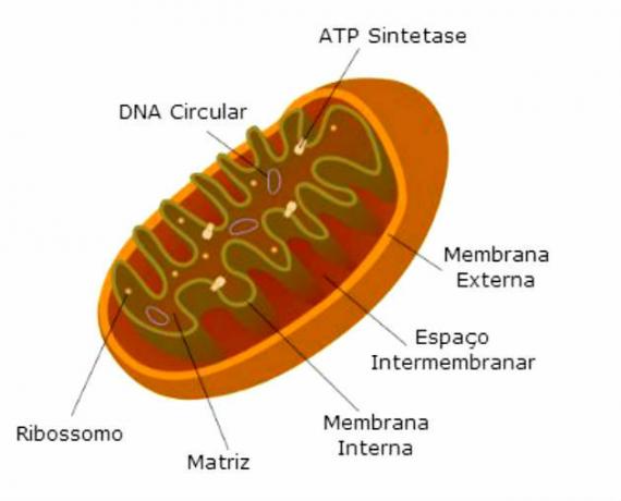 Mitochondrijos: struktūra, funkcija ir svarba