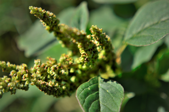 Caruru: scopri i benefici per la salute e la versatilità in cucina di questa pianta