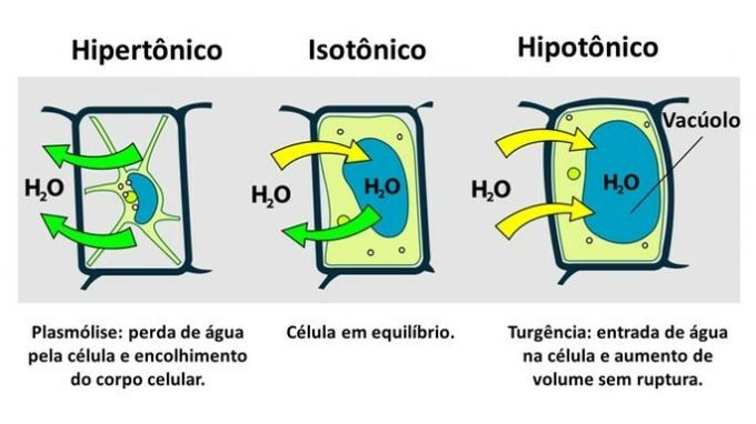 how osmosis occurs in the plant cell