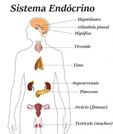 Endokrininė sistema: funkcija, pagrindinės liaukos