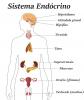 Endokrin sistem: fonksiyon, ana bezler