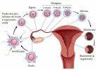 Čo je to embryológia?